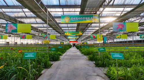 山西大同 以花生 花 綻放美麗經(jīng)濟(jì)